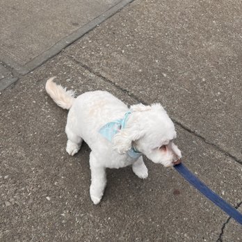 CLEdogs Spa & Social - After - Pet Groomers Near Me - Cleveland, Ohio