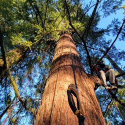 Tree Climbing at Silver Falls - Climbing up, taking a break on a branch