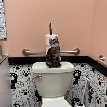 Catfeine - a cat sitting on a toilet in a bathroom - Pet Adoption Near Me - Murfreesboro, Tennessee Catfeine - a cat sitting on a toilet in a bathroom - Pet Adoption Near Me - Murfreesboro, Tennessee