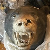 Wildlife Taxidermy Restorations - taxidermy in Fowlerville, MI
