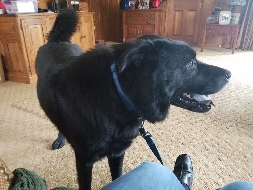 THE PAW SPAW DOG GROOMING Updated July 2024 25 Photos 120 S