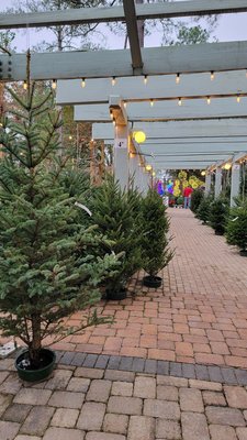 Tallahassee Nurseries by null