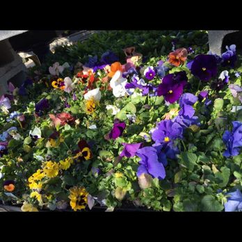 Pemberton Farms - Nurseries & Gardening Near Me - Cambridge, Massachusetts
