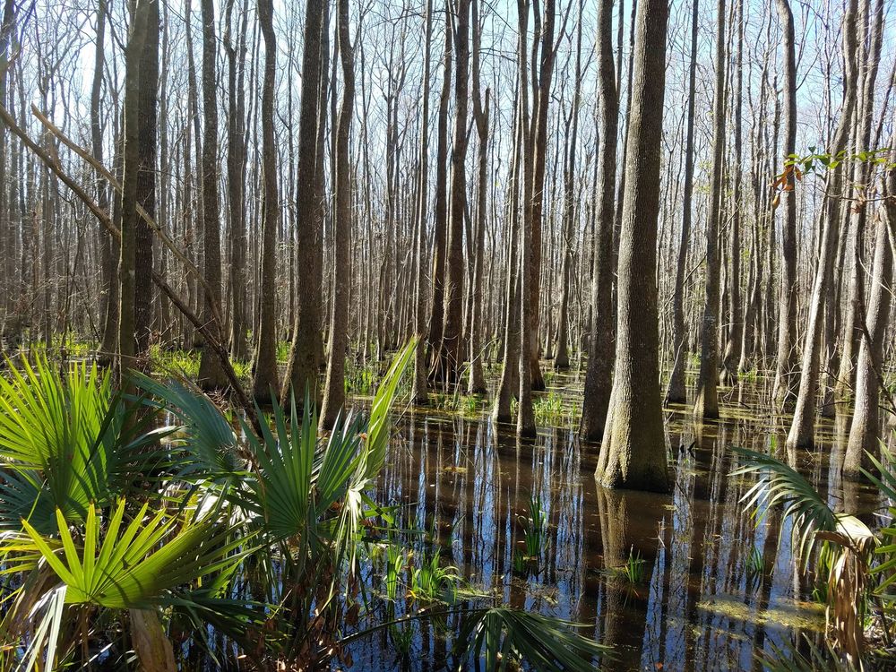 Savannah National Wildlife Refuge Logo