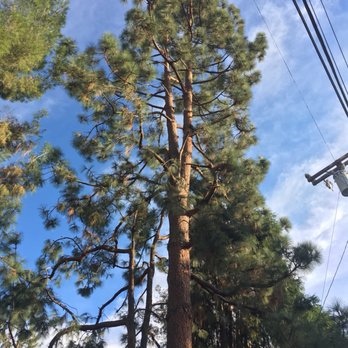 H & E Tree Service - Tree Services Near Me H & E Tree Service - Tree Services Near Me