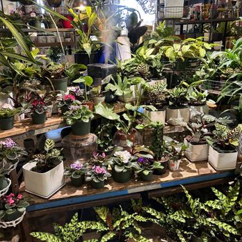 Evergreen Garden Center - Nurseries & Gardening Near Me - Clovis, California Evergreen Garden Center - Nurseries & Gardening Near Me - Clovis, California