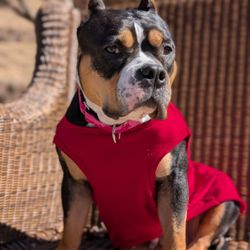 Eleventh Hour Rescue - Gemma