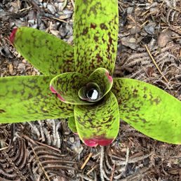 Bromeliad in the Cafe Ono gardens