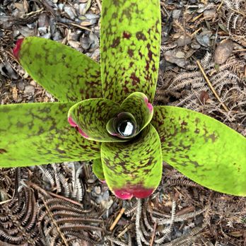 Cafe Ono - Bromeliad in the Cafe Ono gardens - Coffee & Tea Near Me - Volcano, Hawaii