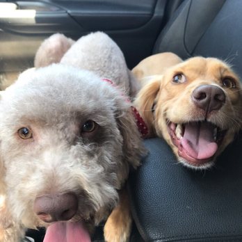 Custom Clips Pet Grooming - Pet Groomers Near Me - Las Vegas, Nevada Custom Clips Pet Grooming - Pet Groomers Near Me - Las Vegas, Nevada