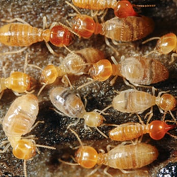 AGAD Pest Control - Pest Control Near Me - Villa Park, Illinois AGAD Pest Control - Pest Control Near Me - Villa Park, Illinois