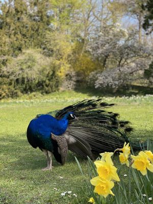Parc Bagatelle - la Roseraie by null