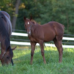 Johnna Stables - Loved watching the foals!!