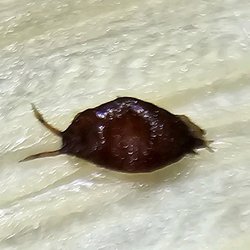 Supermercado Martins - Dead bug