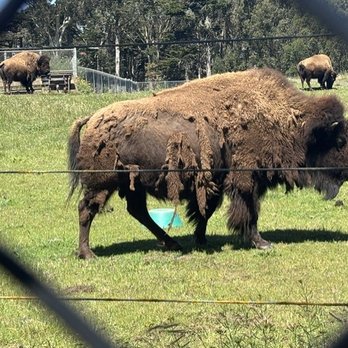 Golden Gate Park Bison - Local Flavor Near Me - San Francisco, California Golden Gate Park Bison - Local Flavor Near Me - San Francisco, California