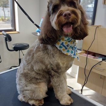 Well Groomed Pets West Bradenton - Pet Groomers Near Me - Bradenton, Florida Well Groomed Pets West Bradenton - Pet Groomers Near Me - Bradenton, Florida