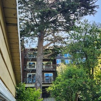 Timberwood Tree Service - Before the project started. - Tree Services Near Me - San Francisco, California Timberwood Tree Service - Before the project started. - Tree Services Near Me - San Francisco, California