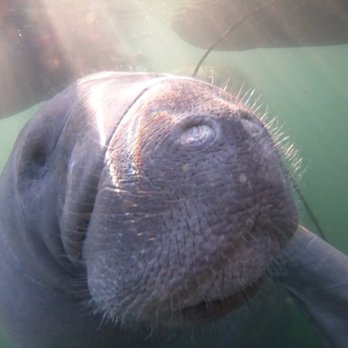 Fun 2 Dive Manatee Tours - Manatee - Snorkeling Near Me - Crystal River, Florida