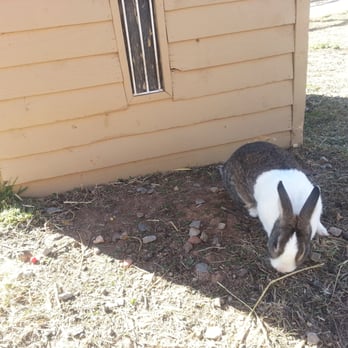 McCall Pumpkin Patch - A bunny town! - Pumpkin Patches Near Me - Moriarty, New Mexico