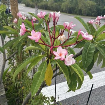 OIB Surf & Java - Plumeria blooming on the patio of the coffee shop - Coffee & Tea Near Me - Ocean Isle Beach, North Carolina