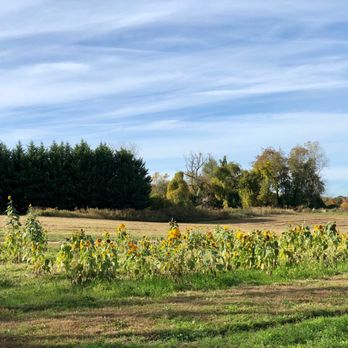 Youngs Farm - Fruits & Veggies Near Me - Glen Head, New York