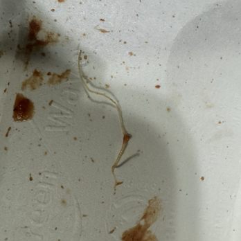 Archies Grill - piece of plastic string that was melted into the cheeseburger there was more small pieces melted into the fries - American Near Me - Shelburne, Vermont