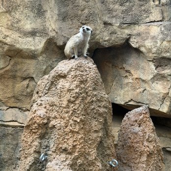 Lincoln Park Zoo - Meerkat pondering life - Zoos Near Me - Chicago, Illinois Lincoln Park Zoo - Meerkat pondering life - Zoos Near Me - Chicago, Illinois