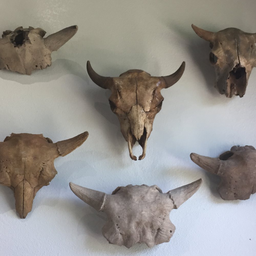 Blackwater Draw Museum - Bison wall display - Museums Near Me - Portales, New Mexico
