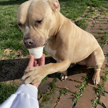 Sugarwitch - Pup Cup - Desserts Near Me - St. Louis, Missouri
