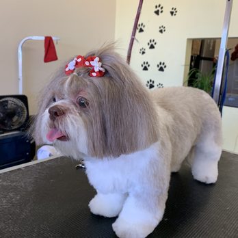 Minerva's Pet Grooming - Pet Groomers Near Me - Tucson, Arizona Minerva's Pet Grooming - Pet Groomers Near Me - Tucson, Arizona