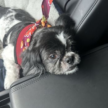 Sirius Pet Styling - My handsome boy! - Pet Groomers Near Me - Las Vegas, Nevada Sirius Pet Styling - My handsome boy! - Pet Groomers Near Me - Las Vegas, Nevada