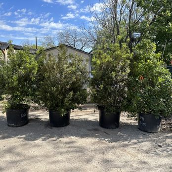 Leaf Landscape Supply - 3 wax myrtles and 1 eagleston holly - all 30 gal - Nurseries & Gardening Near Me - Austin, Texas