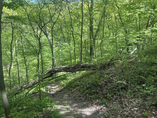 Mississippi Palisades State Park by null