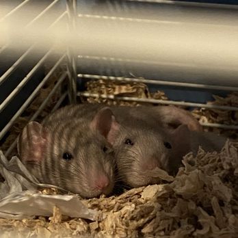Petland Albuquerque - My pet rats - Pet Stores Near Me - Albuquerque, New Mexico