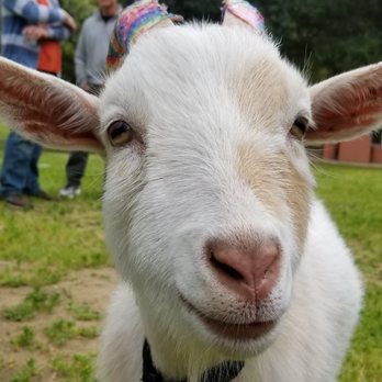 Party Goats LA - Event Planning & Services Near Me Party Goats LA - Event Planning & Services Near Me