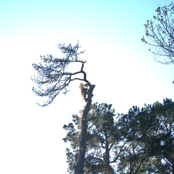 Bent River Tree Care - Tree Services Near Me Bent River Tree Care - Tree Services Near Me