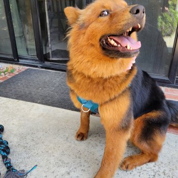 Caring Songs Rescue - Daisy. Full of energy and love. - Pet Adoption Near Me Caring Songs Rescue - Daisy. Full of energy and love. - Pet Adoption Near Me