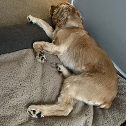 Posh Pets Grooming - After