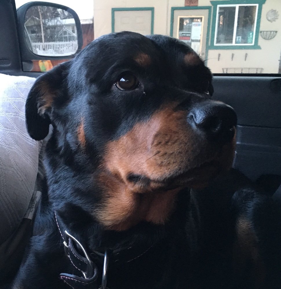 Rabbit Creek Kennels - pet boarding facility in Anchorage, AK