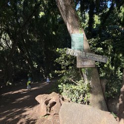 Magical Enchanted Forest