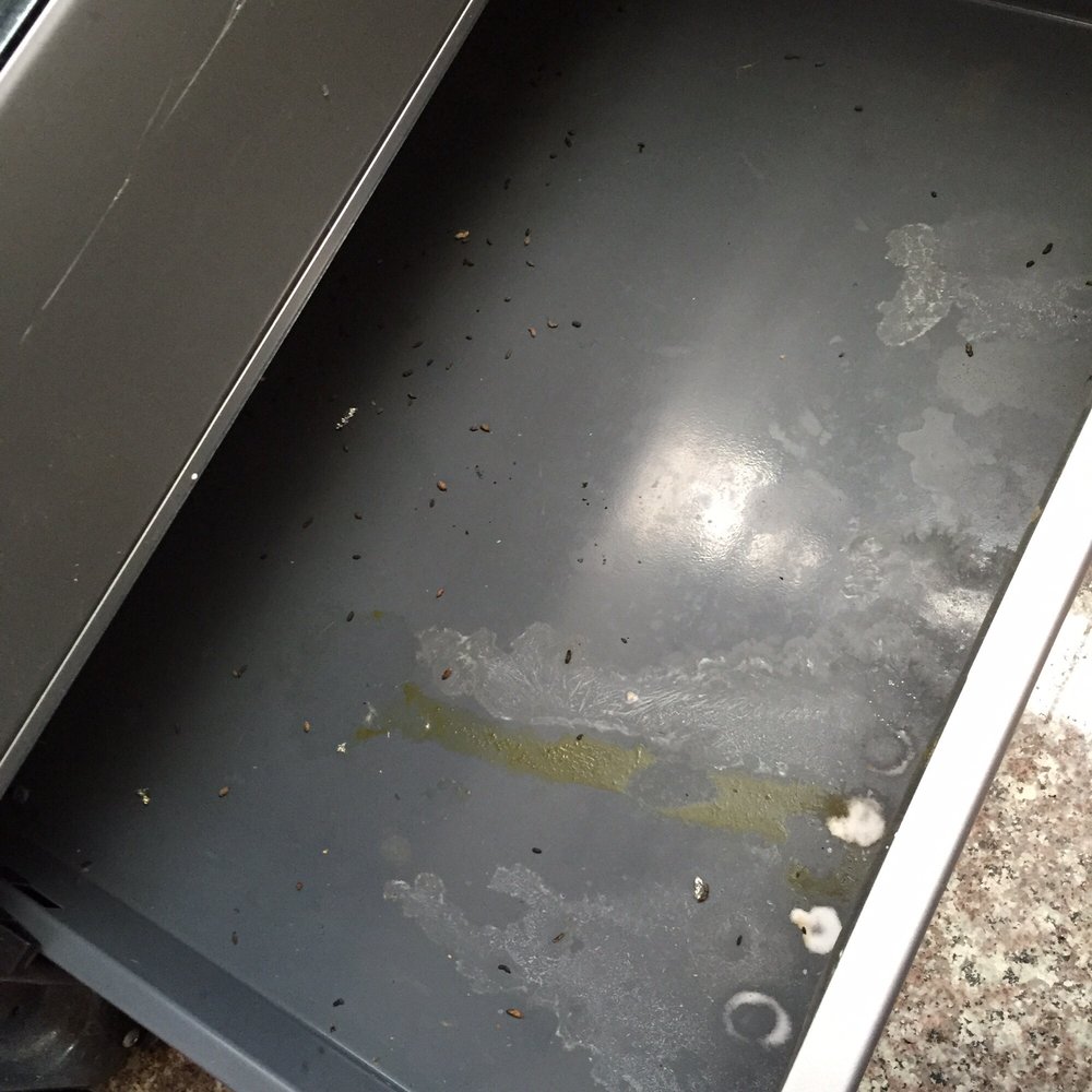 Mouse droppings in oven Mouse droppings in oven