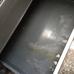 Mouse droppings in oven Mouse droppings in oven