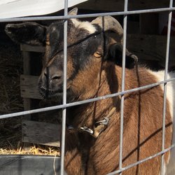 AJ's Berry Farm - A resident of AJ's Farm.