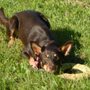 Photo of Peaceable Paws