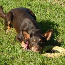 Peaceable Paws - KC says, "Go ahead. Try to grab it. I dare you!"