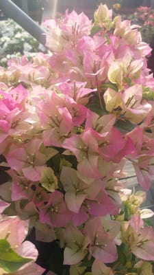 Home Grown Plants 2675 W Audie Murphy Pkwy Farmersville Tx Nurseries Mapquest