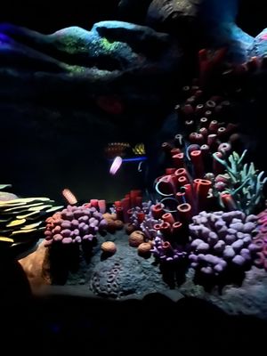 The Seas with Nemo & Friends by null