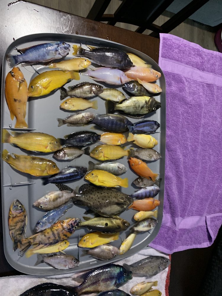 OHANA TERMITE AND PEST CONTROL 2411 Neptune Rd, Kissimmee, FL Yelp