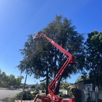 JC Tree Experts - Spider lift that reaches 40 feet across and 72 feet in total height. Innovative tree work. - Tree Services Near Me JC Tree Experts - Spider lift that reaches 40 feet across and 72 feet in total height. Innovative tree work. - Tree Services Near Me