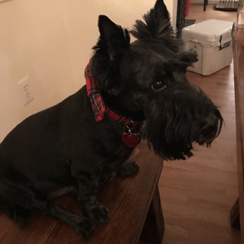 Bows & Bones Pet Grooming - Pet Groomers Near Me - Richmond, Virginia